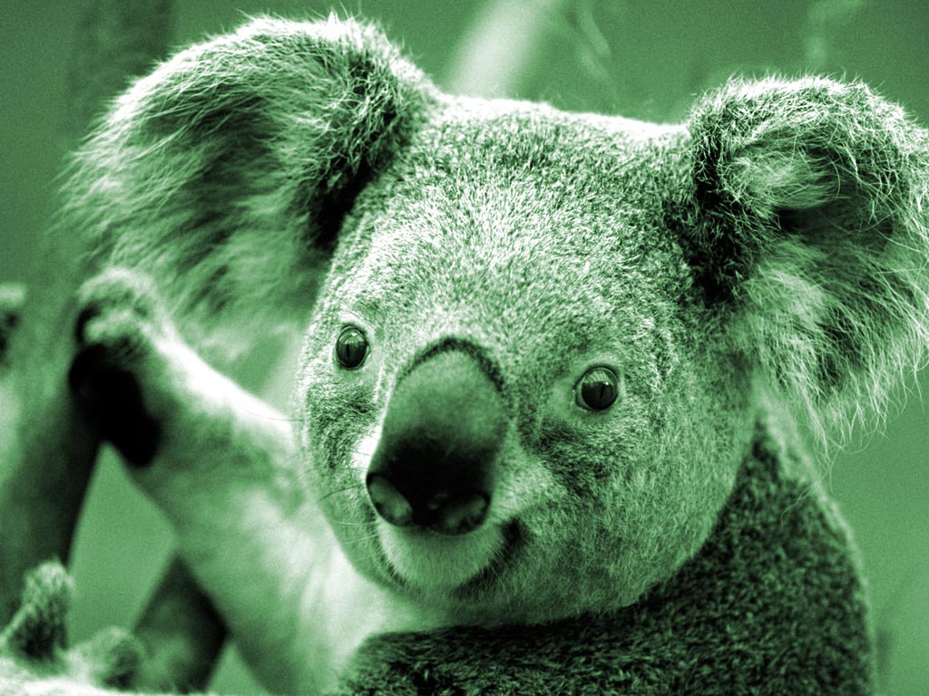 Koala Verde