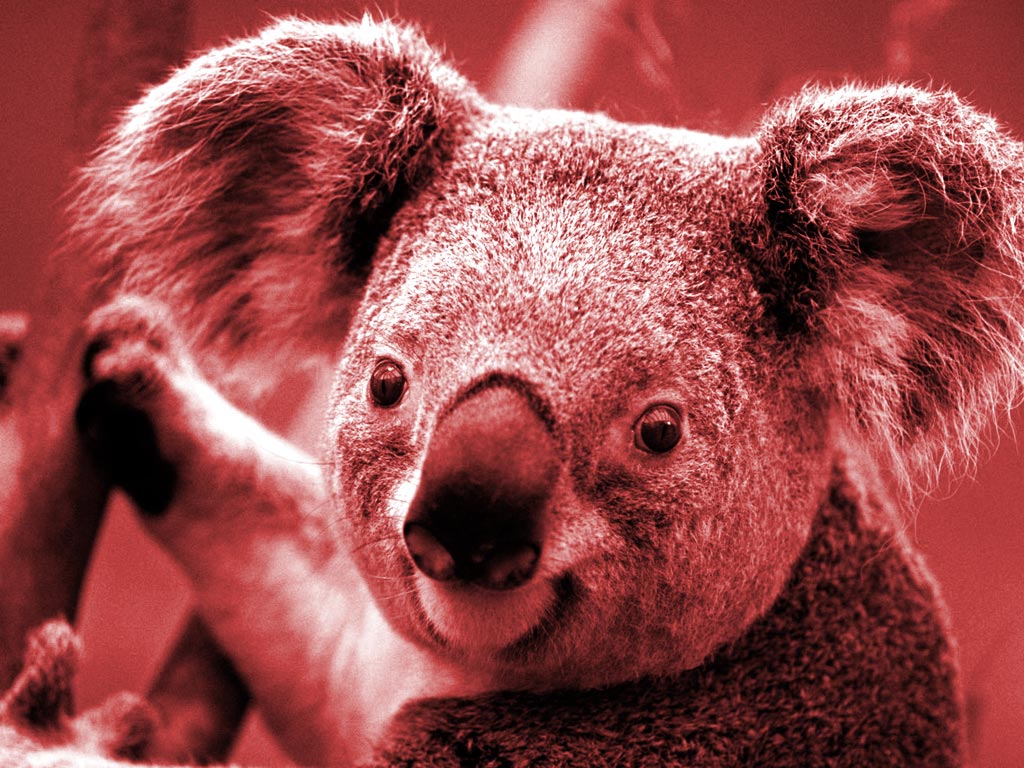 Koala Vermelhor