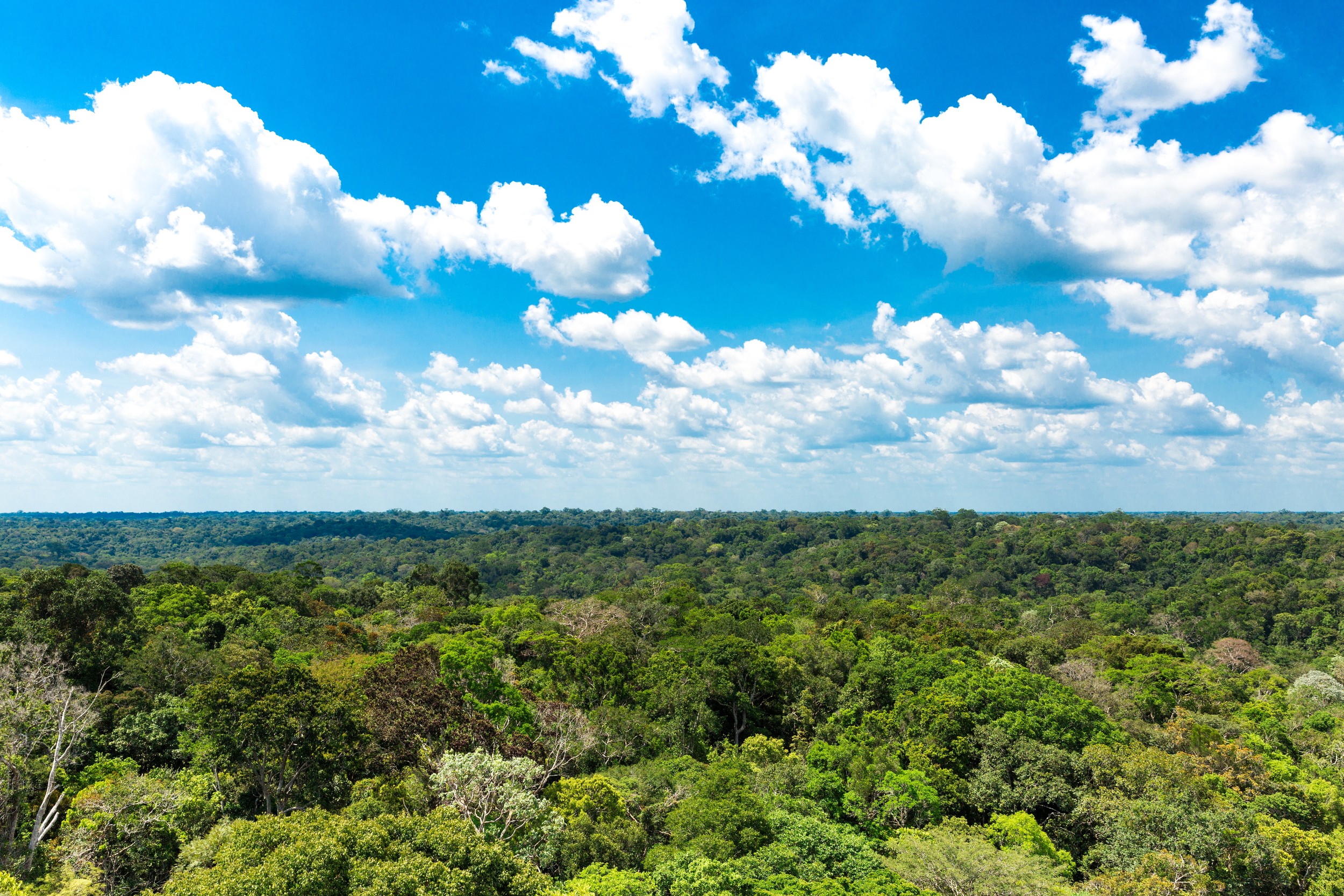 Outro ambiente dos animais